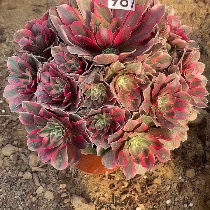 无花朵987女妖对肉植物