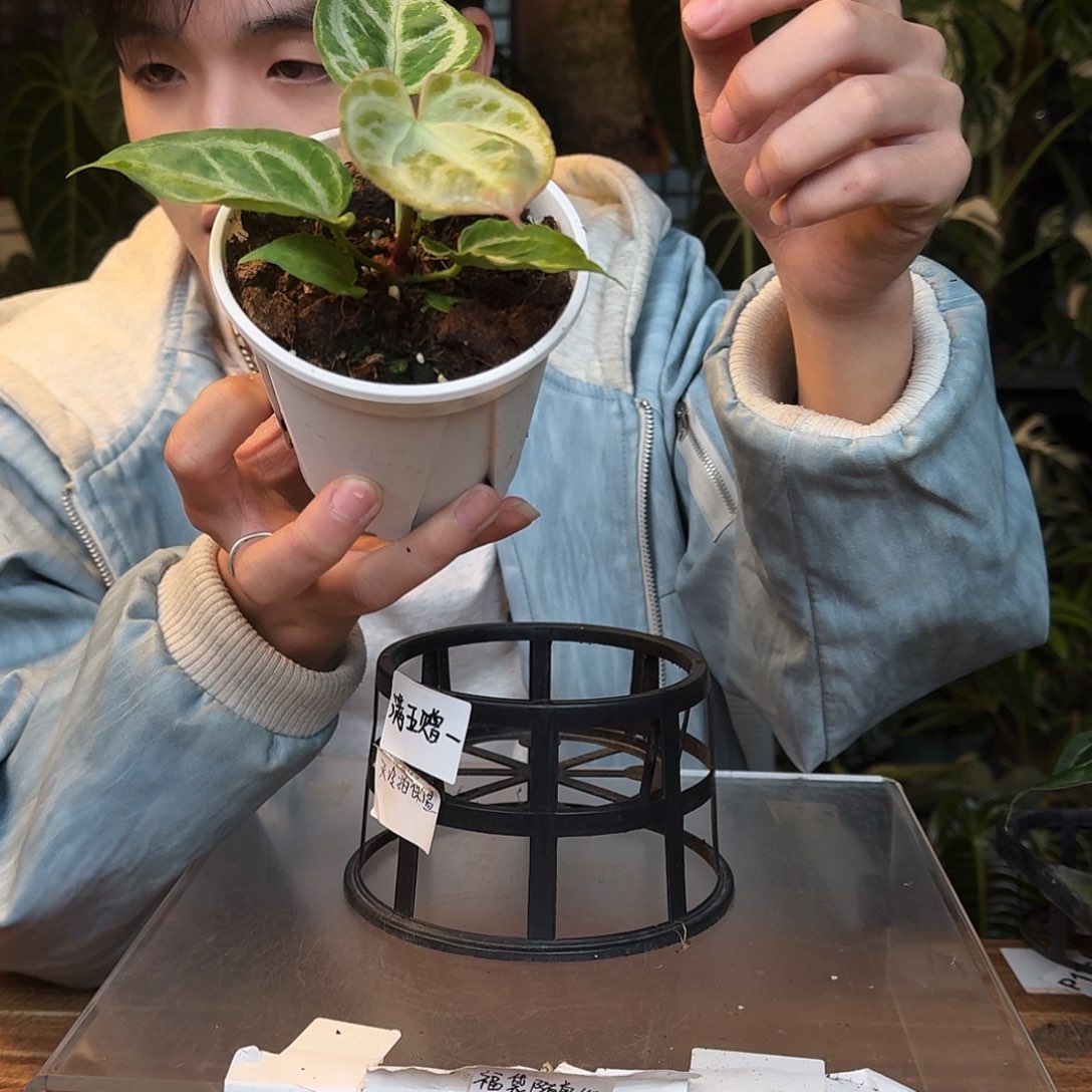 完全开放N173个体面纱杂黑刷子