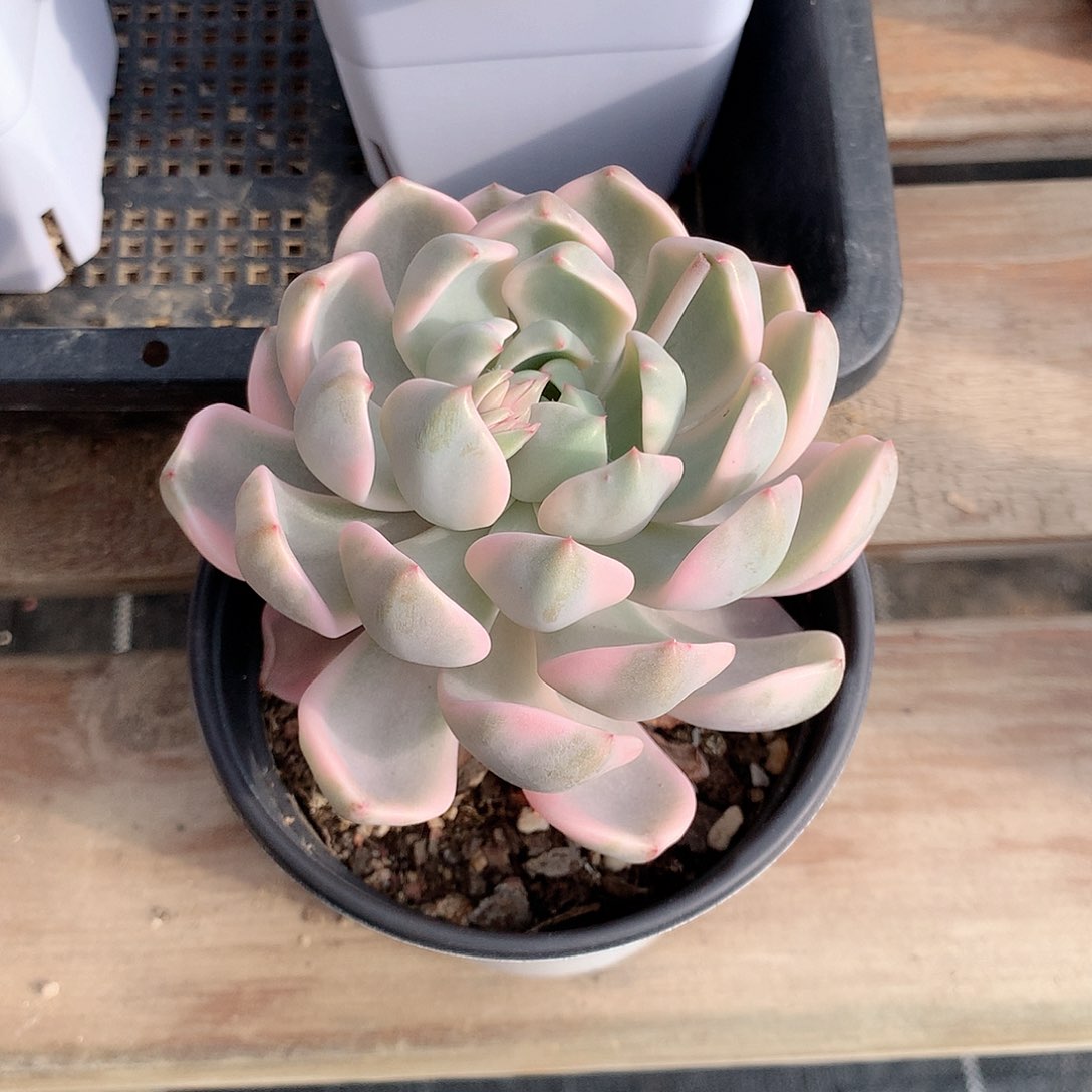 红粉佳人多肉植物老桩锦