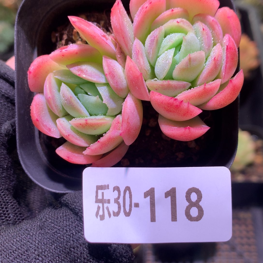 乐然30-118 贝瑞双头 