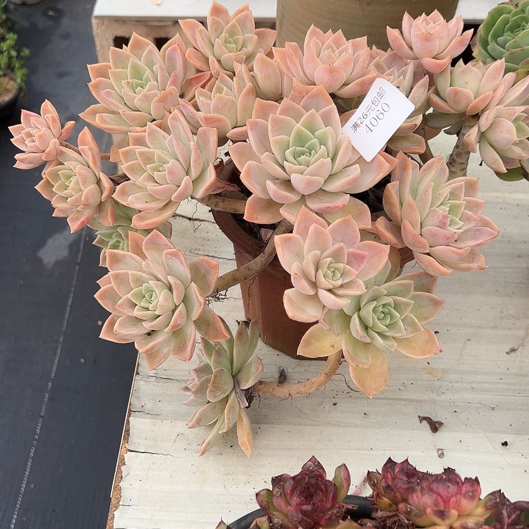 徐***吉4060哈利沃森多肉植物