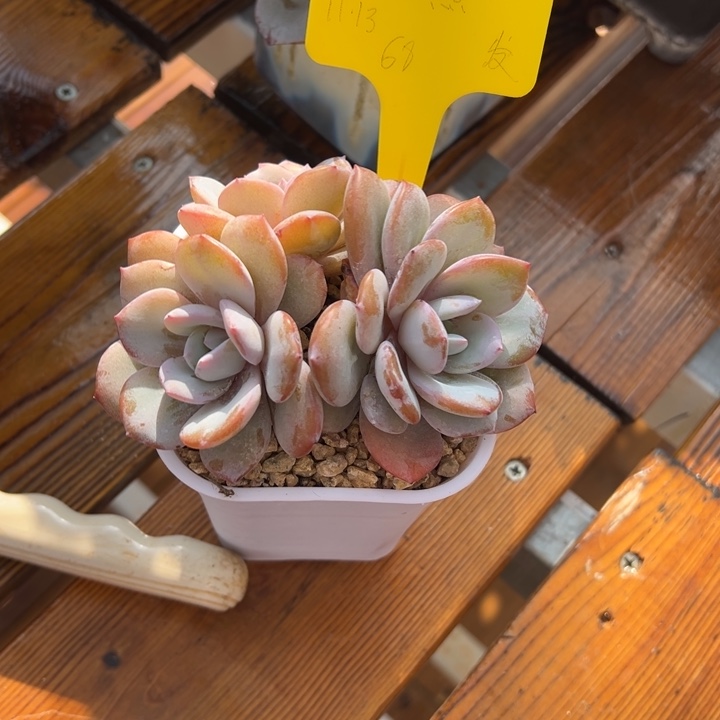 张张精品多肉发货奶茶