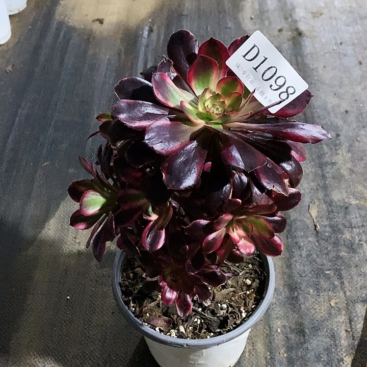 1098丽娜多肉瑕疵款处理无售后