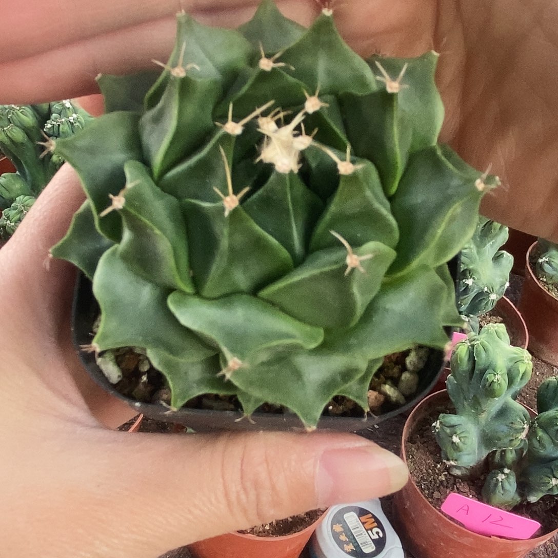 花花草草花花草草