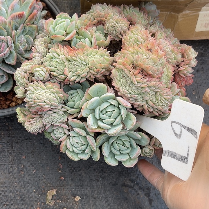 两单包邮，一物一拍67缀