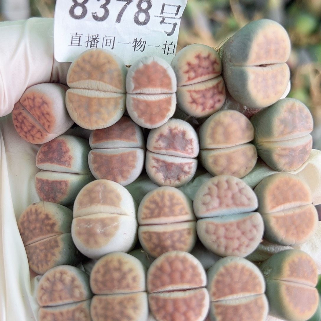 8378 好养易活生石花大母本20个