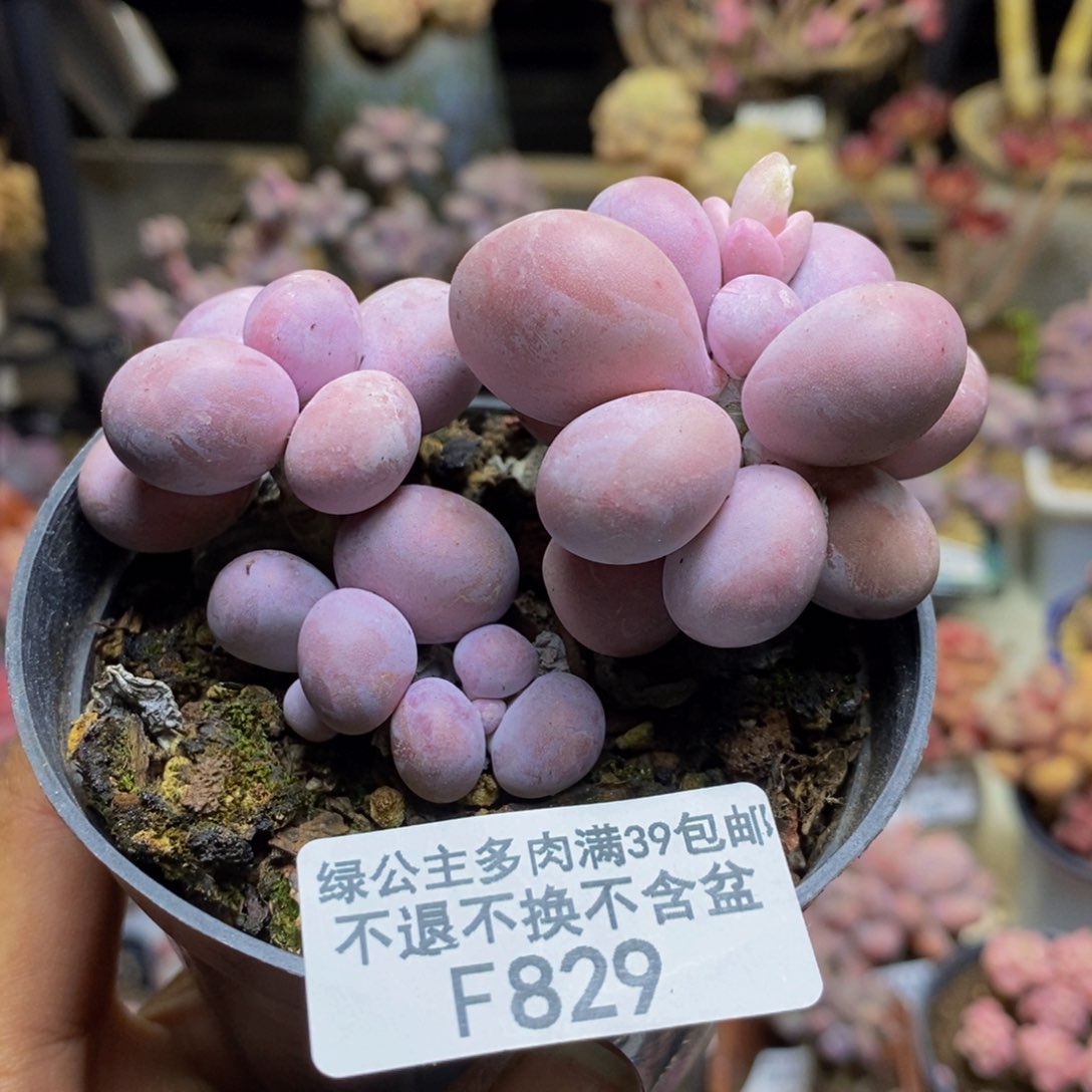 829芭比奶多肉7c m