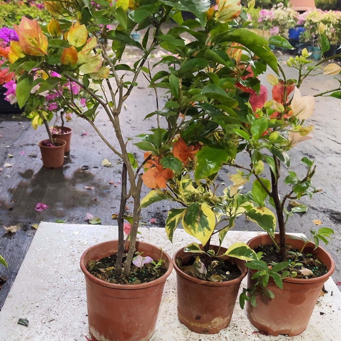 大部分花苞少量开放凤凰，橙冰，阿达喜悦