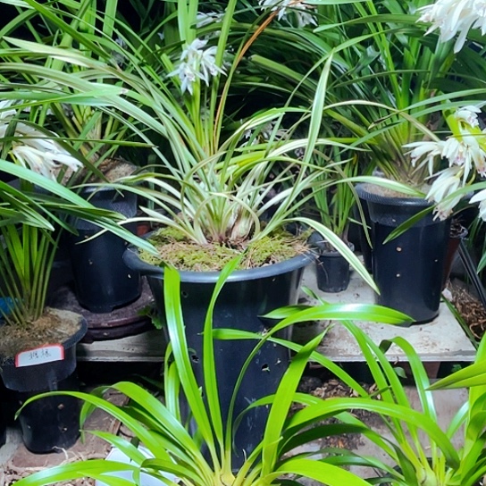 无花朵虎头兰虎王