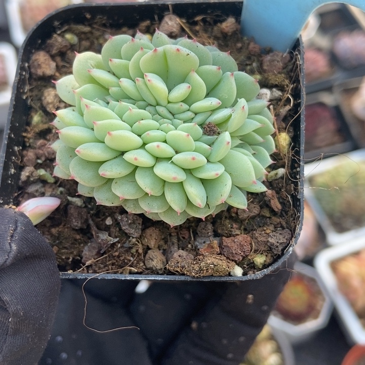 500白胖子缀多肉植物保护