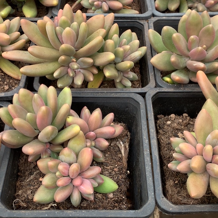 正版芒果奶多肉植物