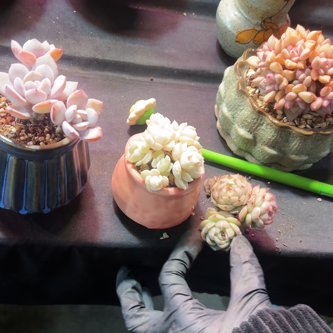 多肉植物.老桩萌物