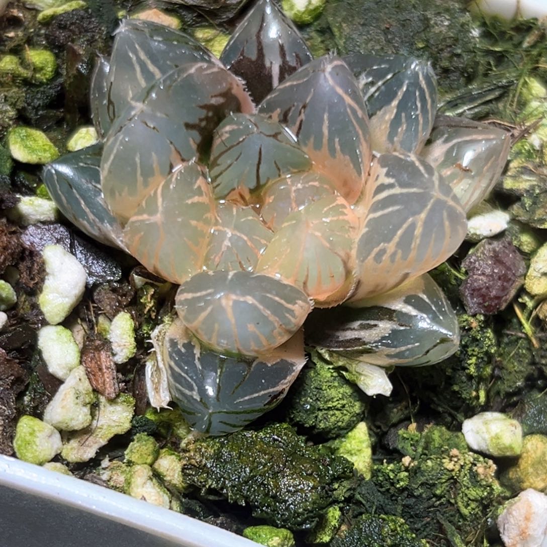 恭喜发财大吉大利0810om糊斑