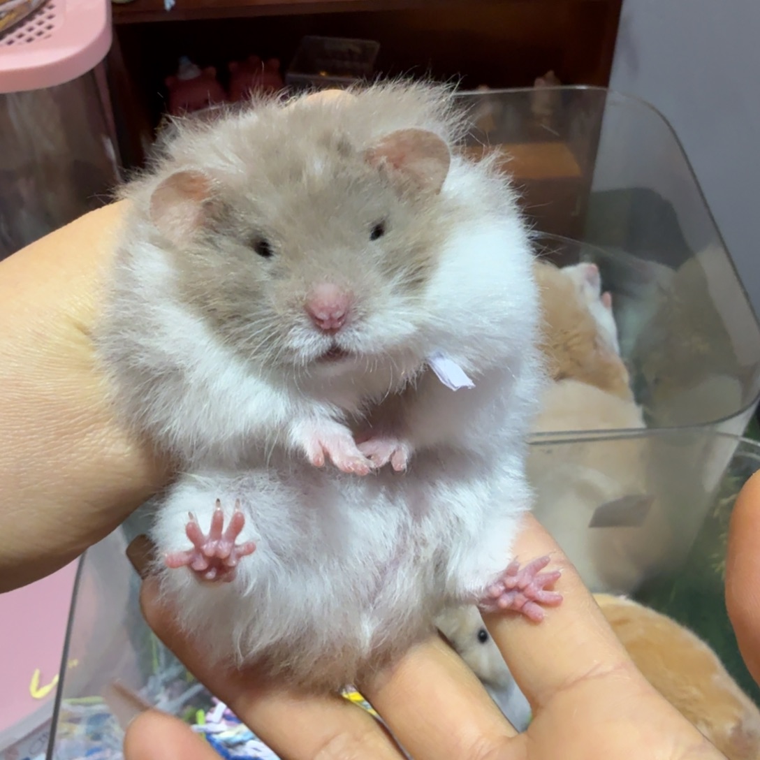 金丝熊鸽灰白腰直毛弟弟40天