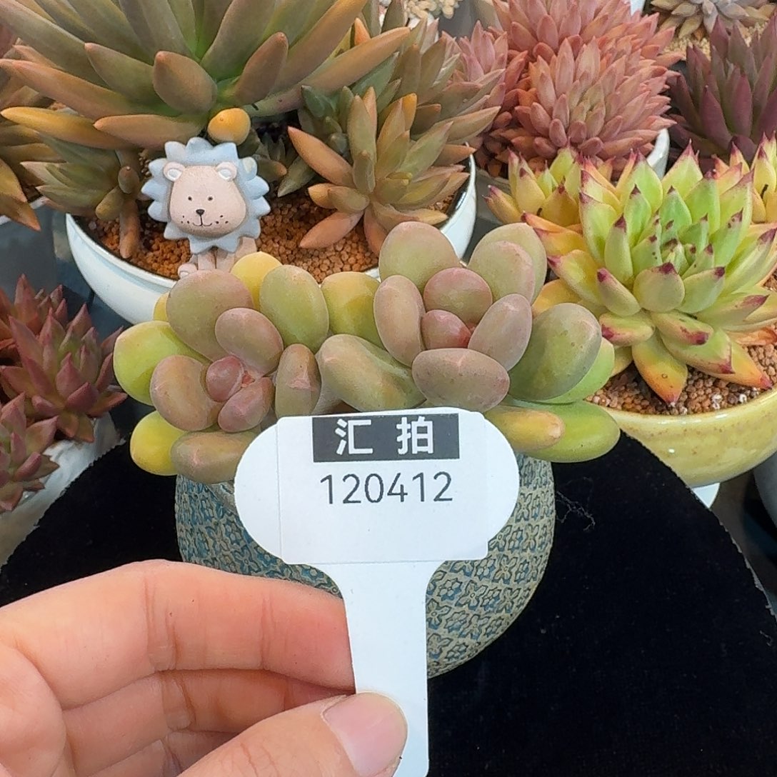精品多肉植物120412
