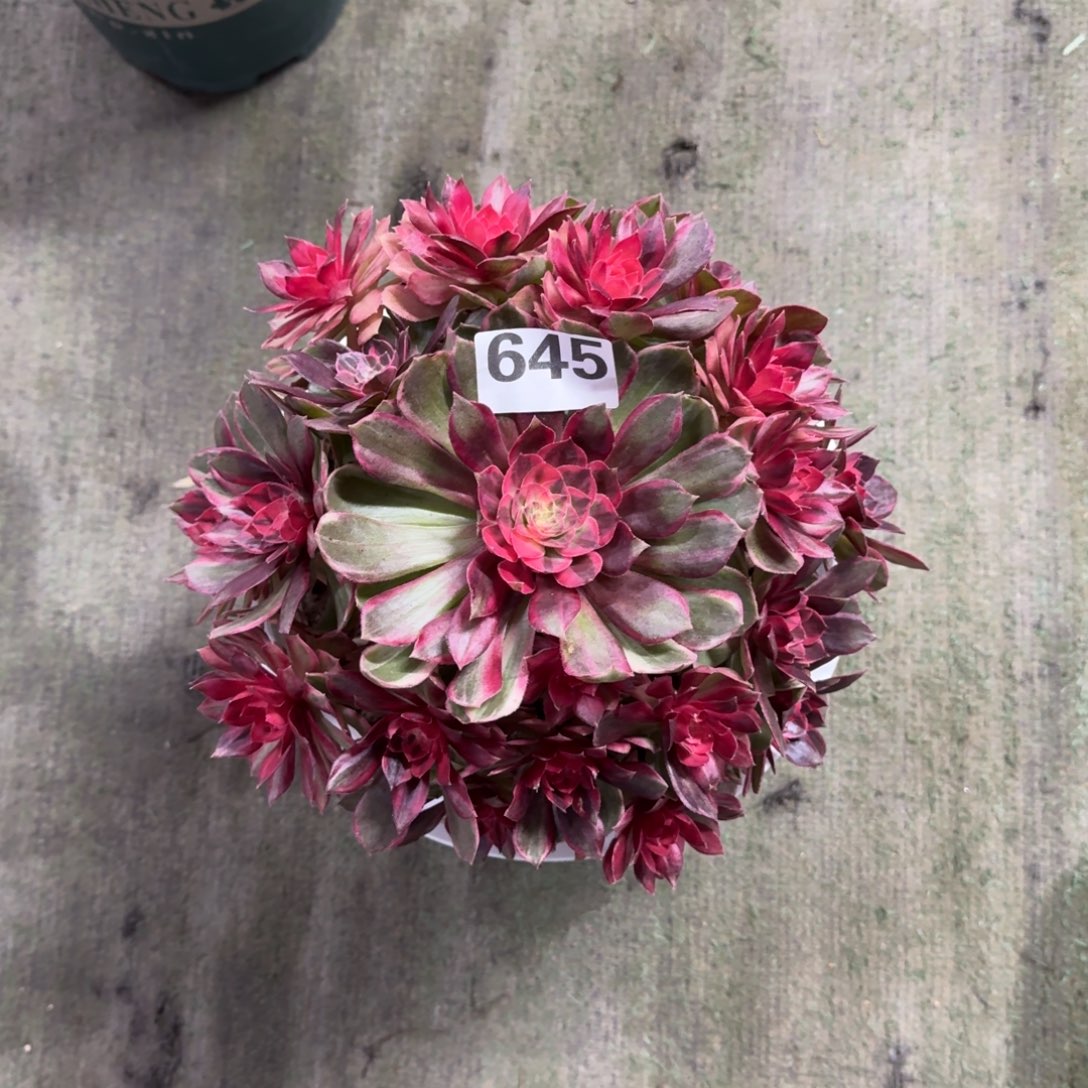 奇*645！黑魔锦法师多肉植物