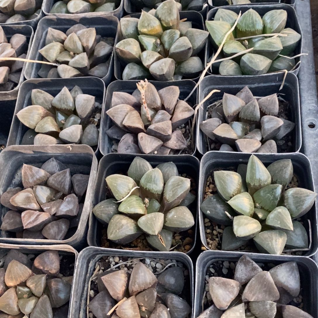 2104 一颗大日月潭 