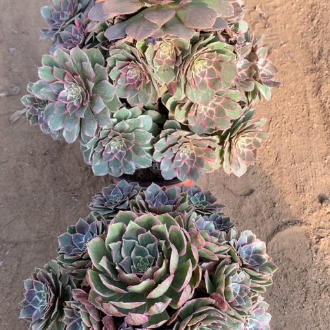 牛***）503两颗法师多肉植物