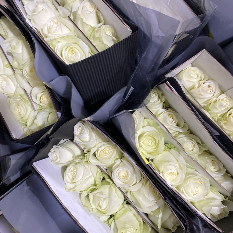 (20把起发货)永茗白雪山单头玫瑰20支(花店配货)