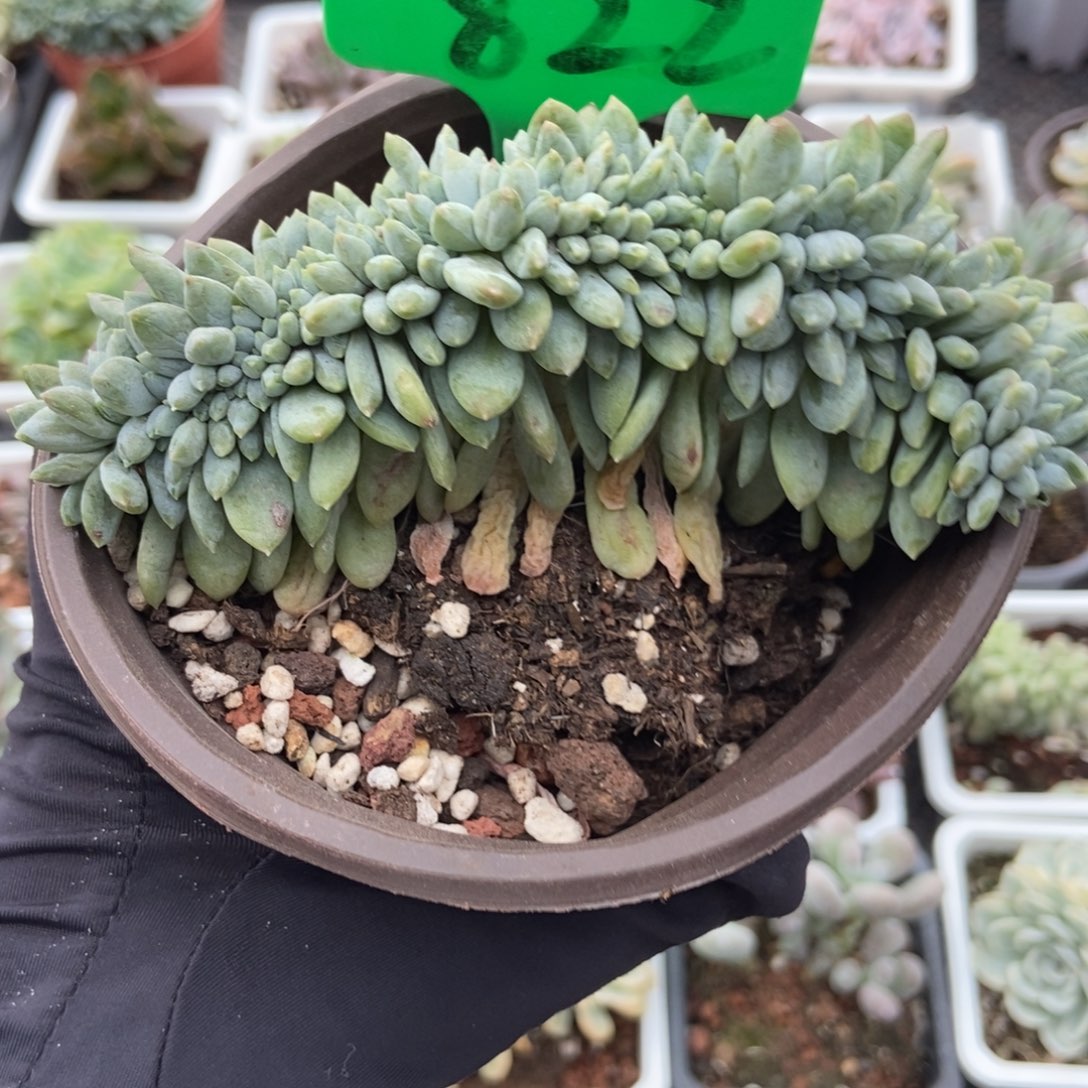 822奶糖缀多肉植物