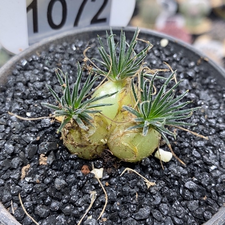 林*林专拍1072号实生迷你海葱