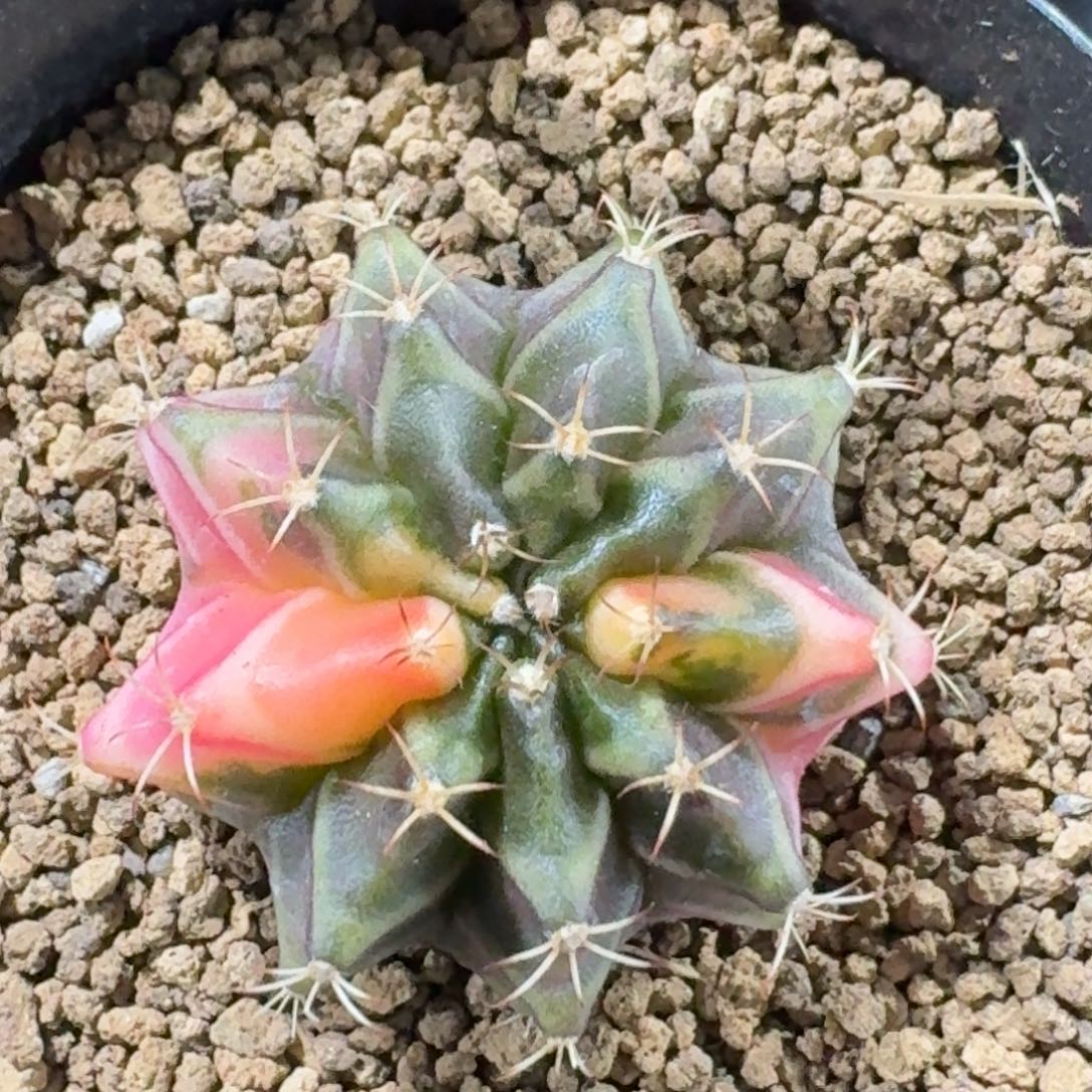 米哈实生自然锦泰国285