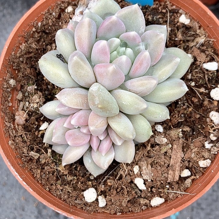 多肉植物奶糖a 098