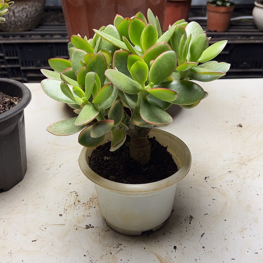 4年玉树带盆土发货