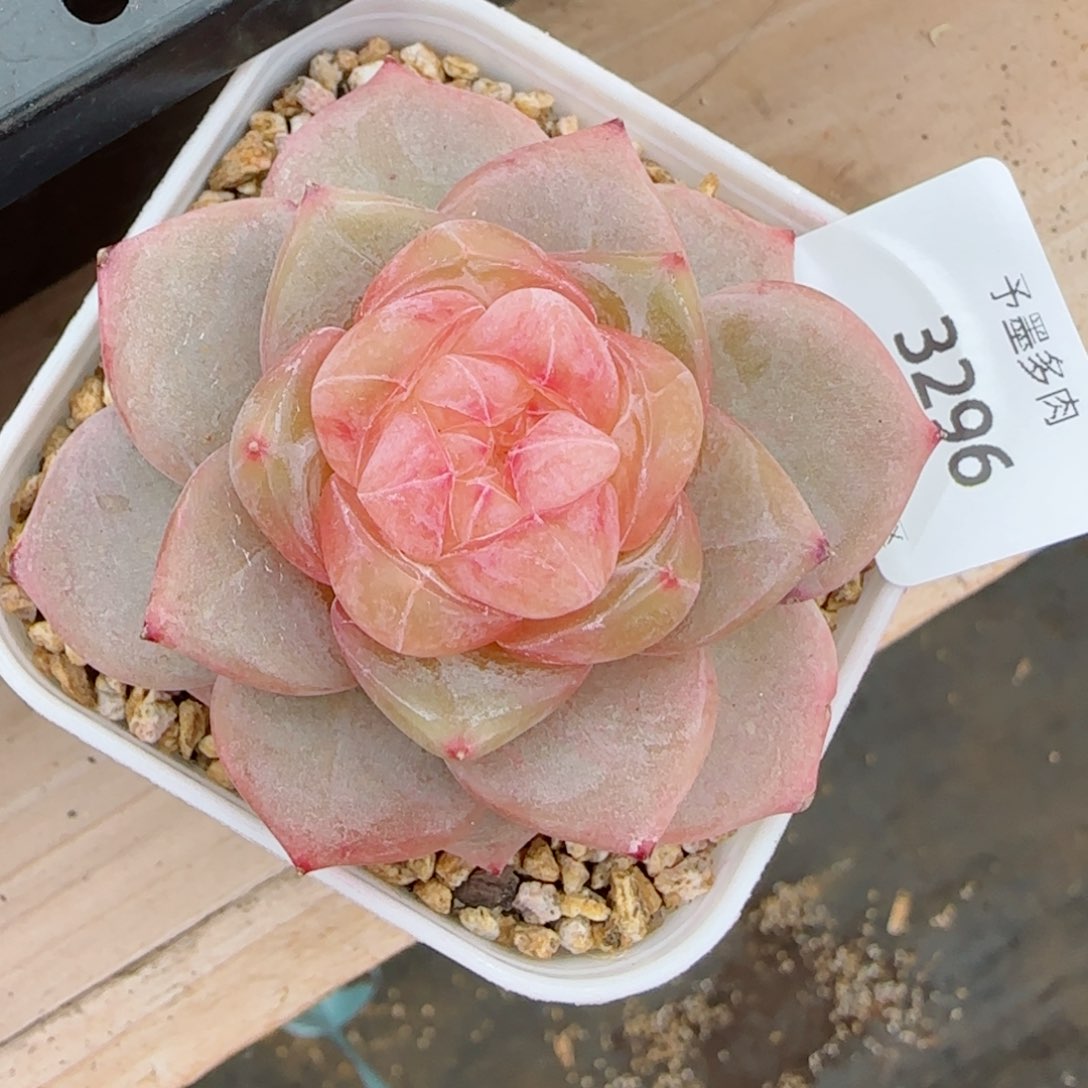 冰飘花，3296多肉植物