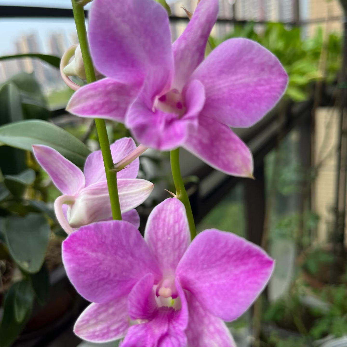 东方小姐秋石斛兰长花期室内庭院养植兰花盆栽