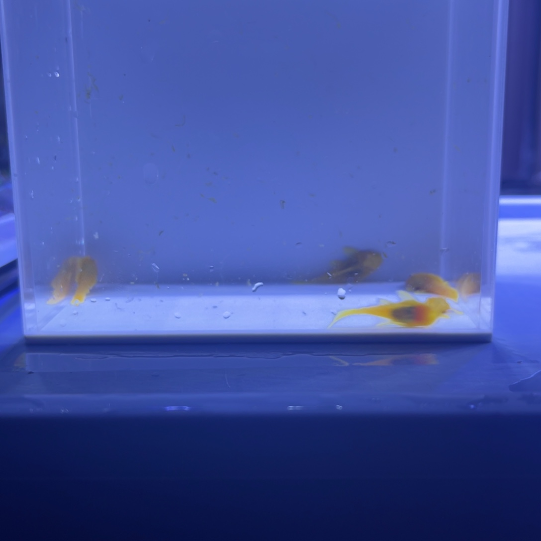 孔雀鱼胡子5条开箱视频报损