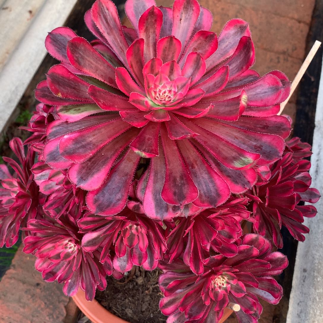 白月光，有点微瑕的