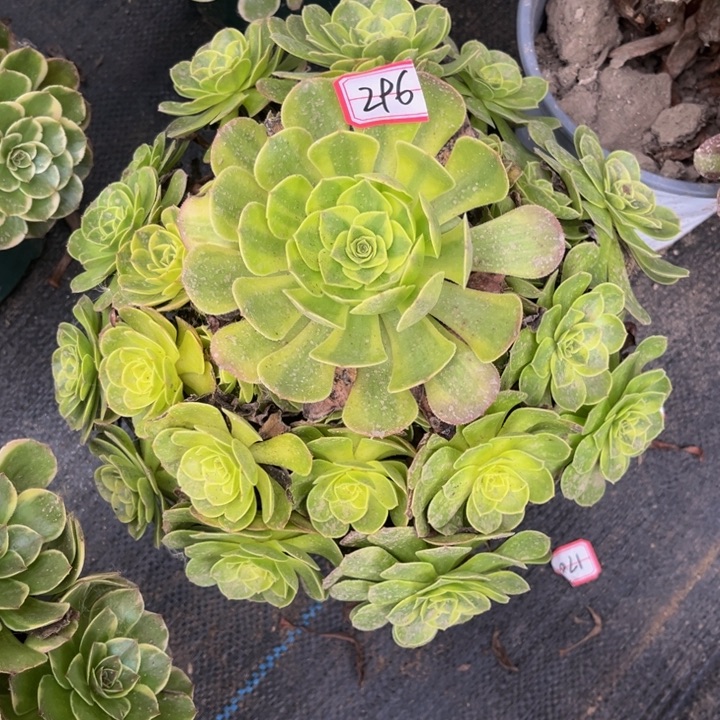 296雨荷多肉植物法师