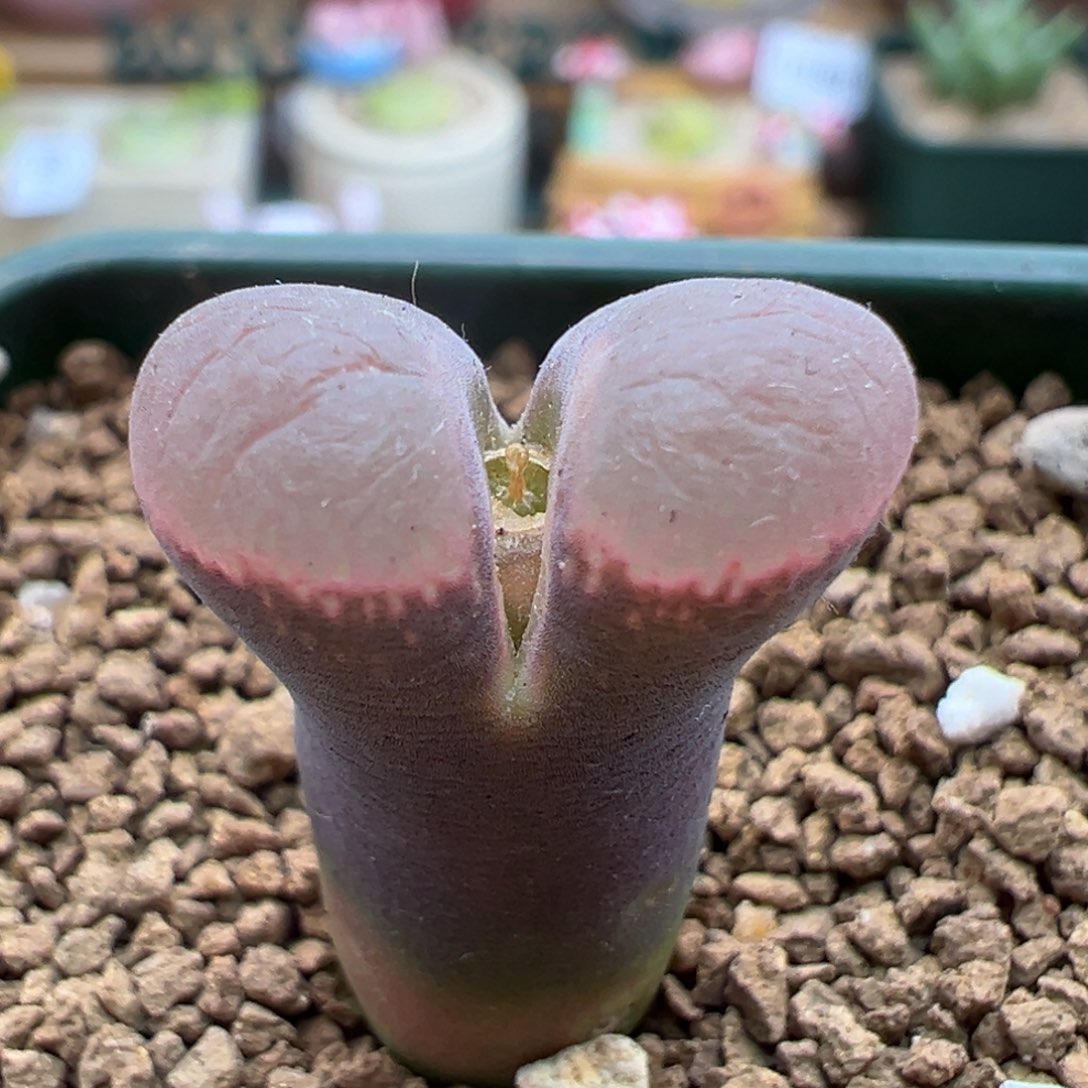 212。青蛙优选好看风铃