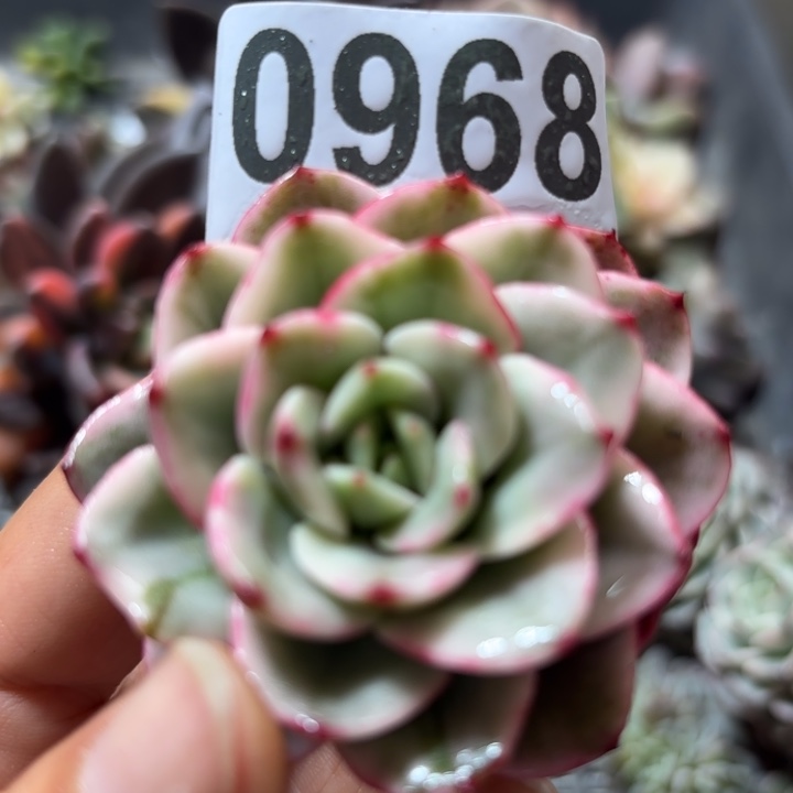 多肉植物满18包邮当场凑单