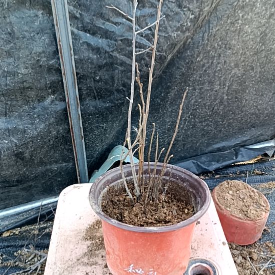 永***福无花朵密云根苗老鸦