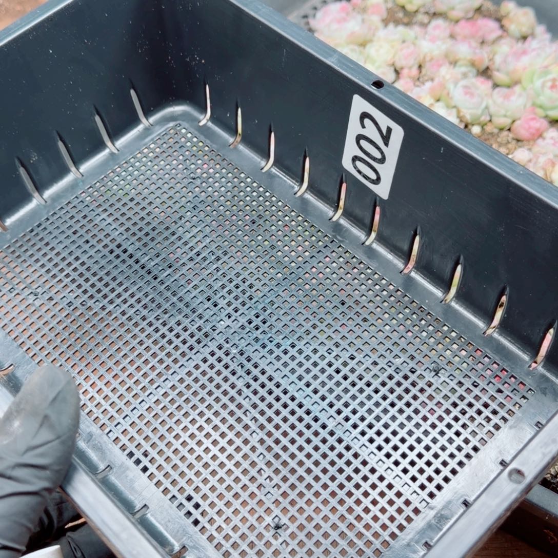 风***悄多肉植物多肉植物