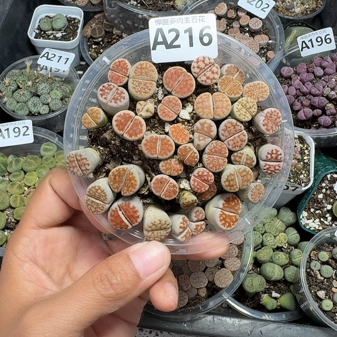 216多肉植物多肉植物