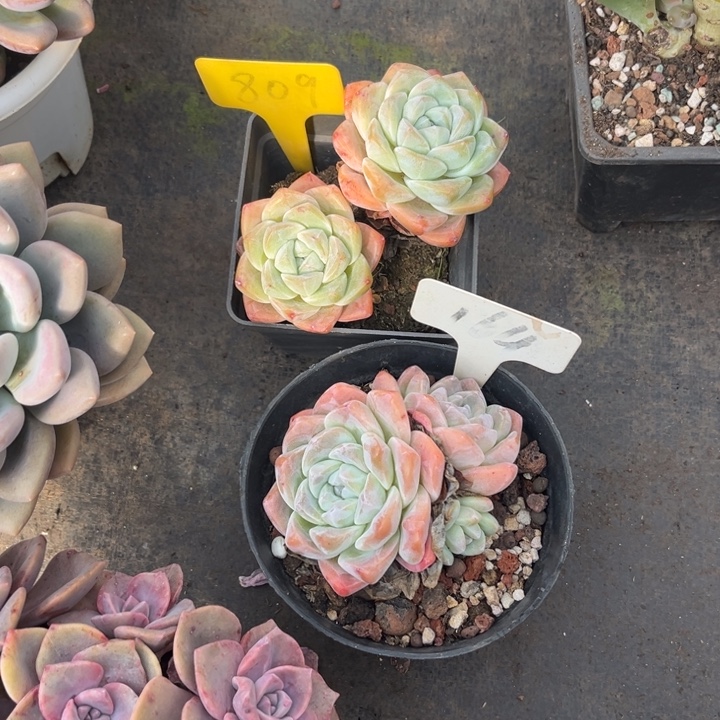 西***柚冰玉多肉植物809 164