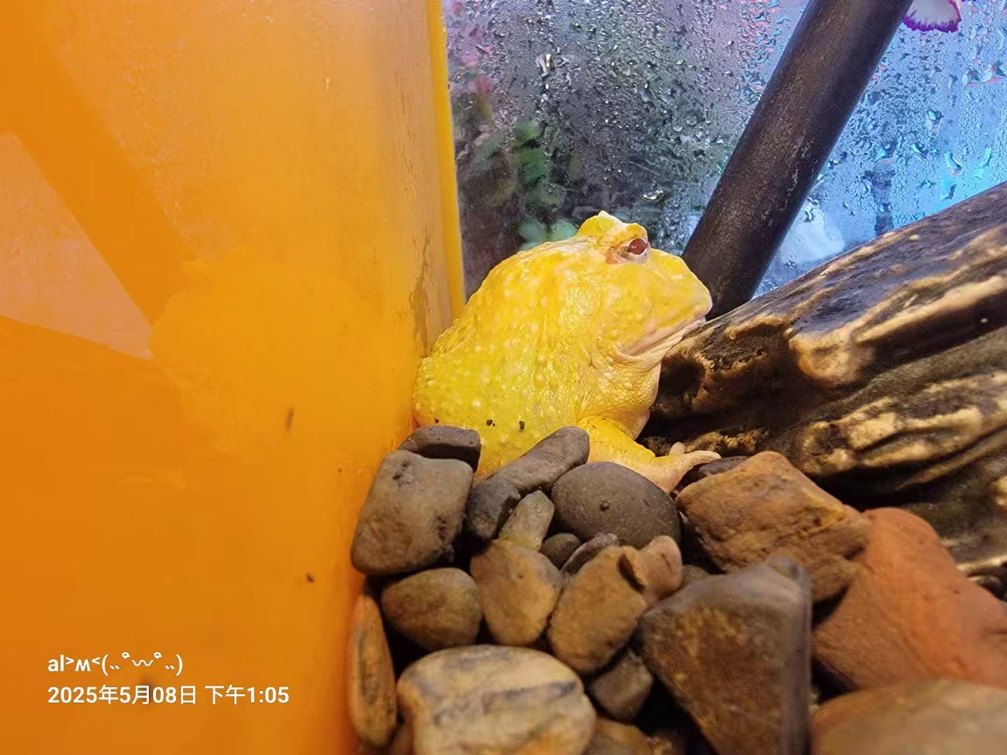 菲菲角蛙专属差价