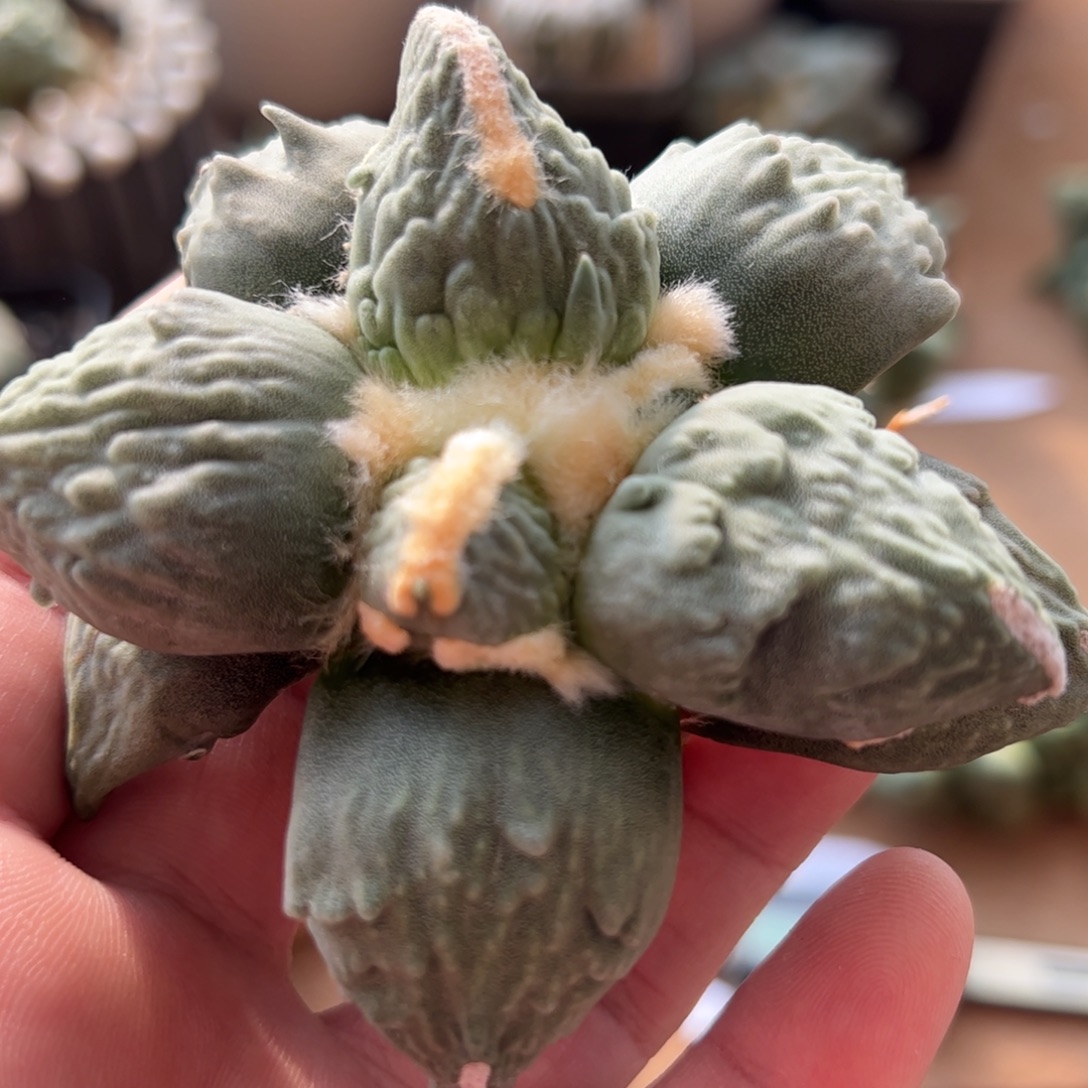 无花朵009实生丸尤怒9cm