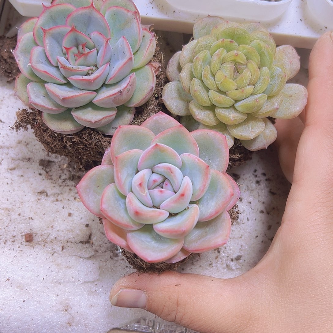 泡芙组合3盆19包邮