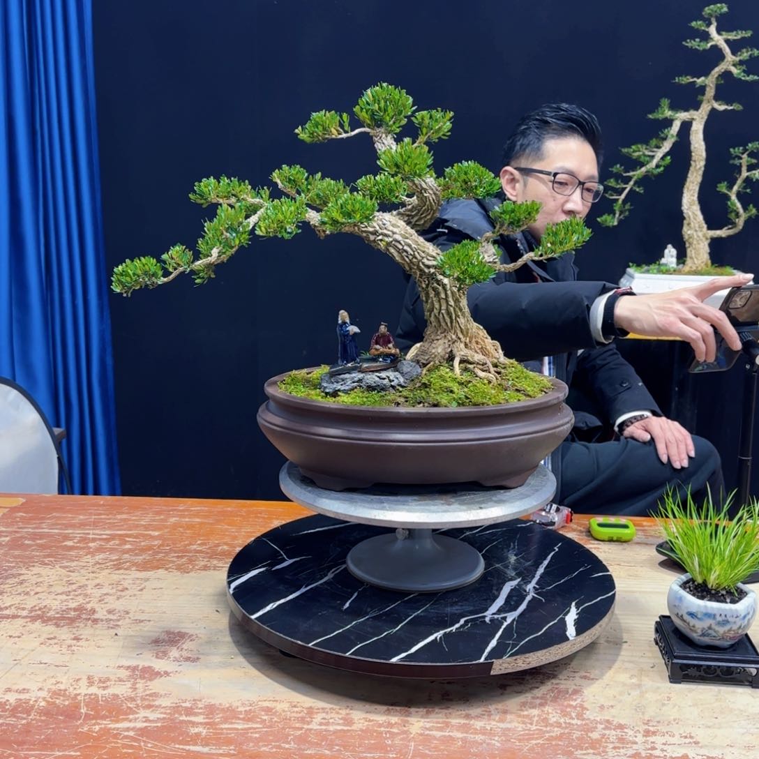 黄杨室内室外盆景艺术