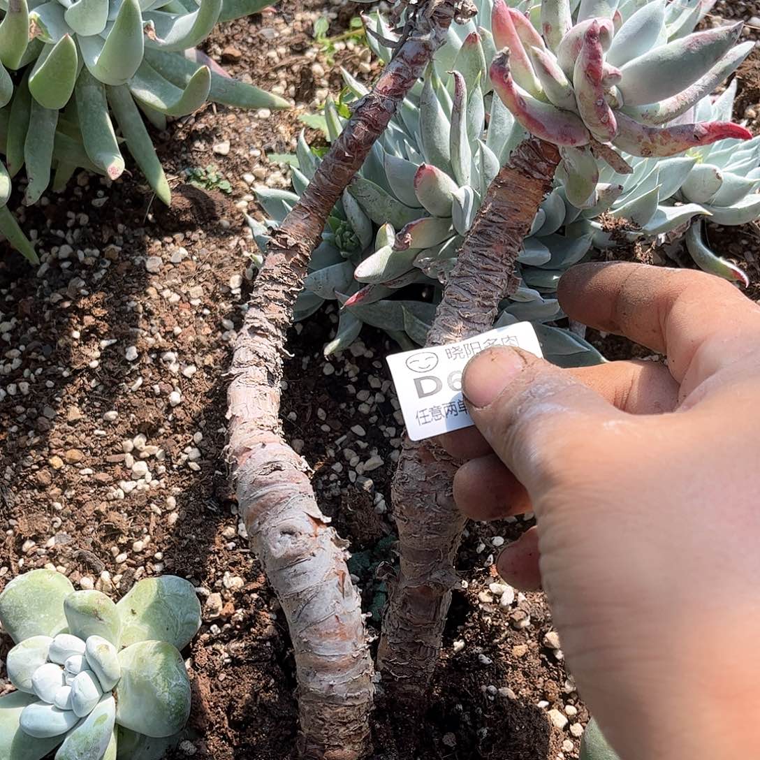 6503苹果叶仙女杯多肉