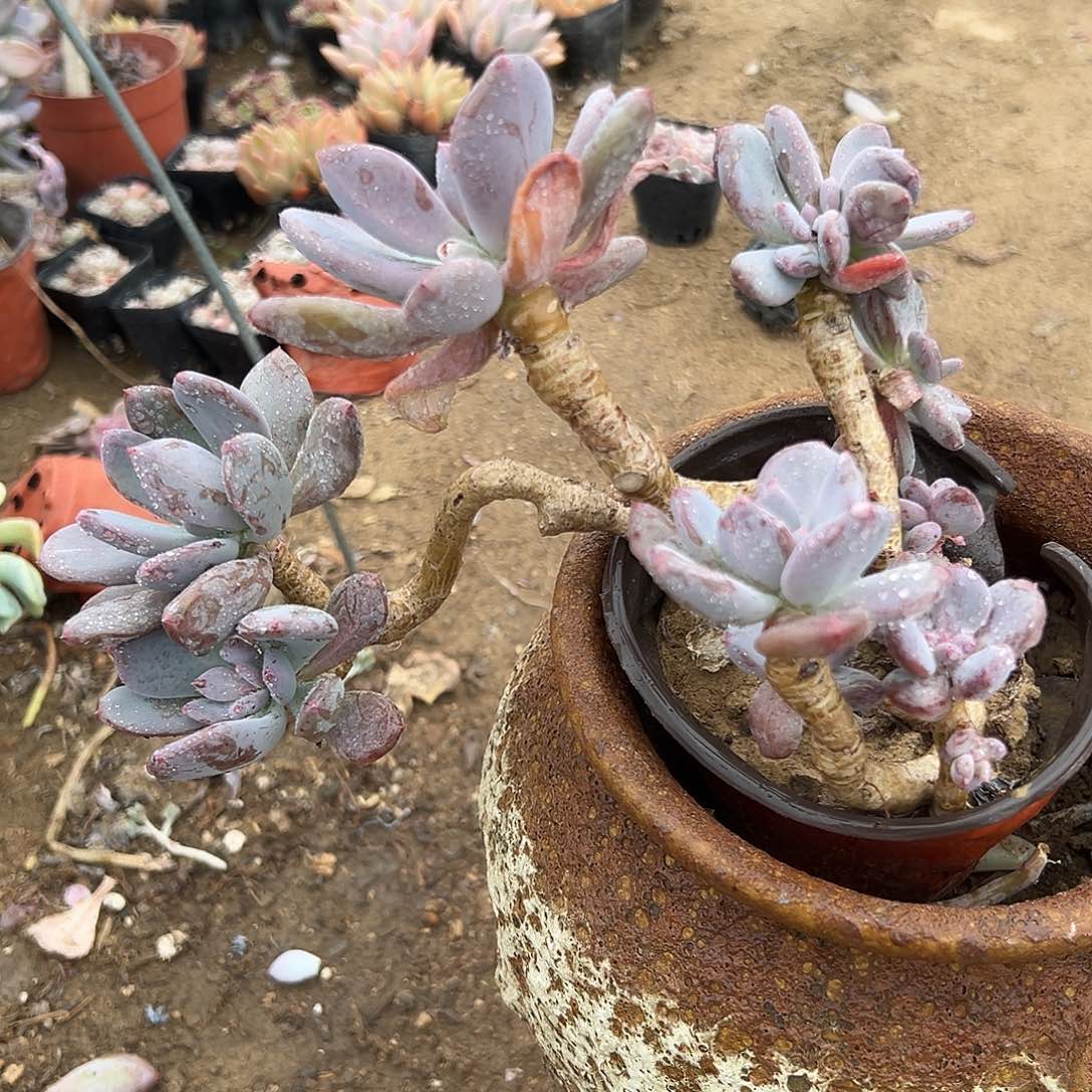 多肉植物灰姑娘老庄