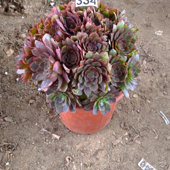 无花朵334多肉植物红丝绒