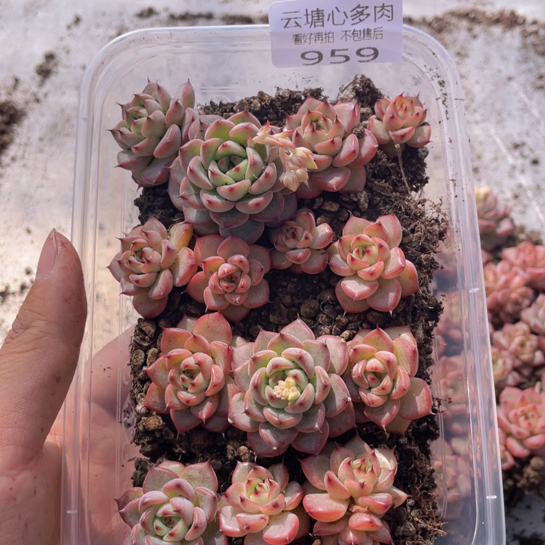云糖心多肉植物959
