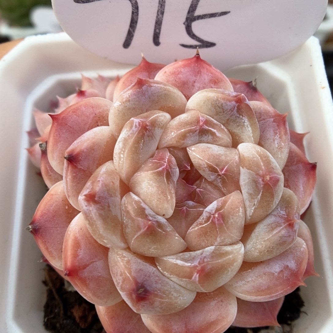 糖心粉魄可拍715号。  