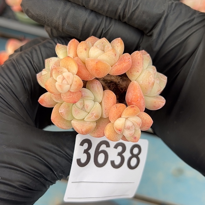 3638，六头冰玉带盆发的