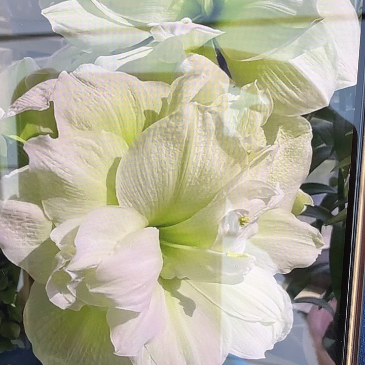 玛丽琳直径8+基地球